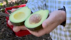 ¿Cuánto se gana con una hectárea de aguacate en 2026?